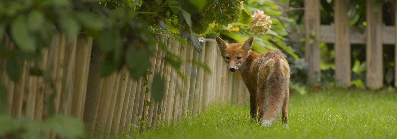 Fuchs im Wiener Garten