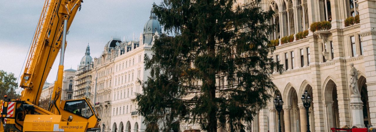 Jelka ispred bečke gradske vijećnice