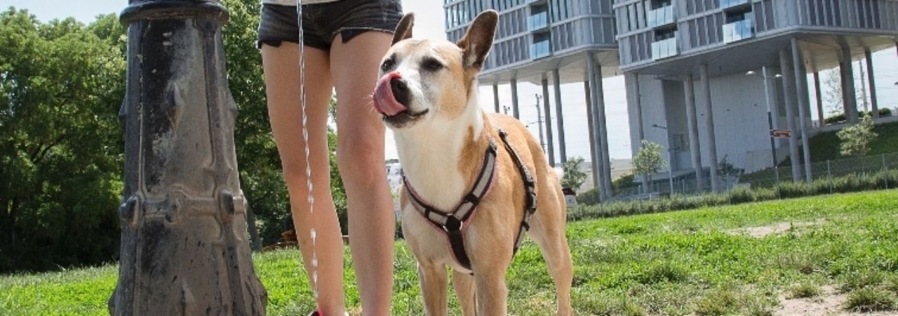 Куче пие вода от улична чешмичка