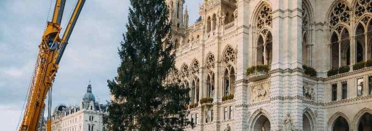 Поставената и неукрасена елха пред виенското кметство