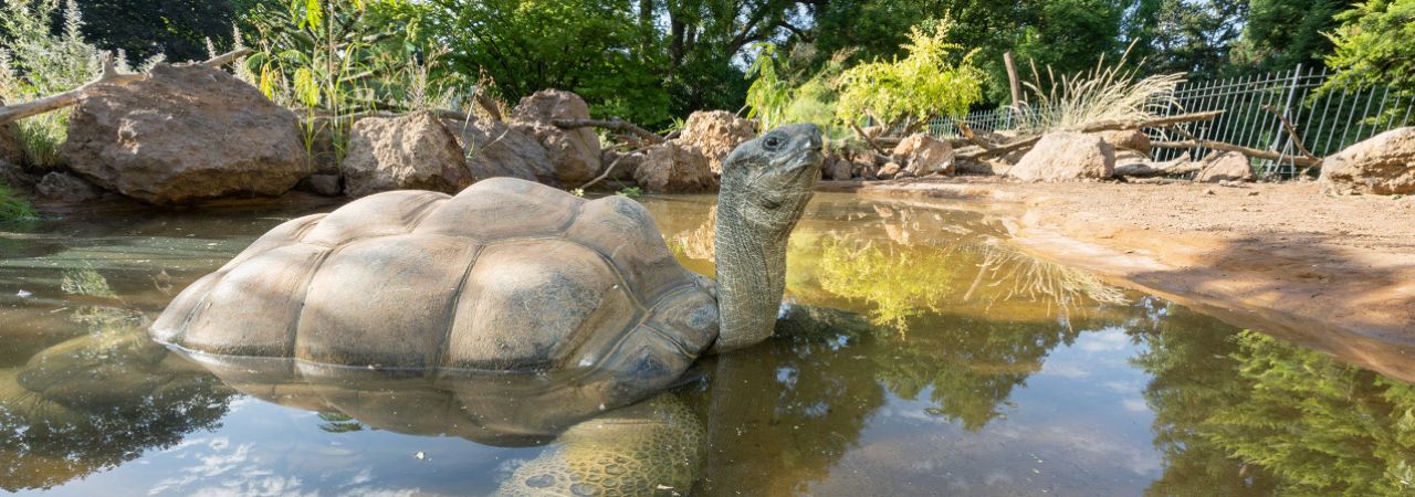 Riesenschildkröte schwimmt im Wasser